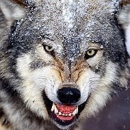 Лидия Булахова