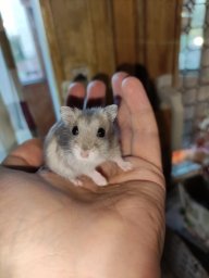 Константин Константинопольский